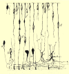 Figure 7. . Ramón y Cajal’s illustration of developing retina from 1933 ( ).