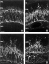 Figure 15. . Anti-protein kinase C labeling of normal (A) and detached (B, C, D) retinal sections from cat.