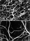 Figure 17. . Whole-mount staining of horizontal cells with neurofilament antibodies.