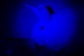 Figure 26. . The founder TgP347L rabbit seen with low light illumination.