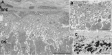 Figure 27. . TEM of the photoreceptor/RPE interface in a 16-week old TgP347L rabbit.