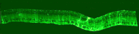 Figure 29. . A panoramic image composed of 6 panels of a 10-month-old Tg P347L rabbit retina showing mosaicked glutamine synthetase expression.