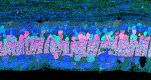 Figure 33. . γGE :: rgb (tyrosine, glycine, glutamate as red, green, blue) visualization of the rabbit Tg P347L retina demonstrating photoreceptor, bipolar cell, GABA, and glycine amacrine cells and ganglion cell superclasses.