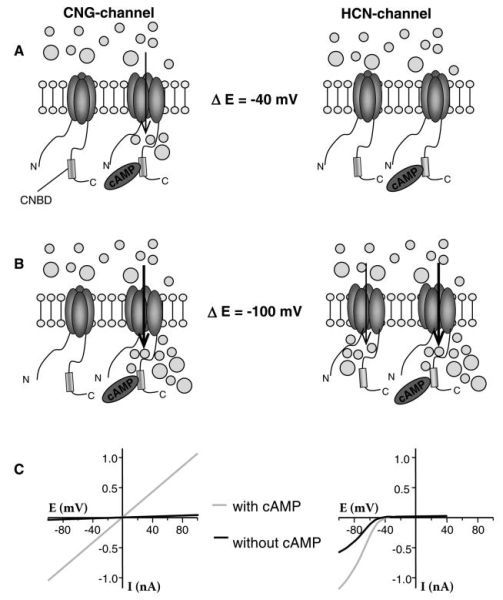 FIGURE 2.1. Functional cyclic nucleotide gated channels (CNG) and hyperpolarization-activated cyclic nucleotide-gated channels (HCN) are oligomers composed by four subunits.