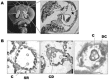 FIGURE 17.2. The Drosophila ear.