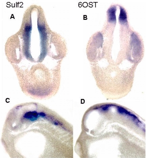 FIGURE 3. Sulf2 and 6OST are expressed in complementary regions of the developing Xenopus brain.