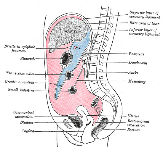 Anatomy Abdomen And Pelvis Umbilical Cord Statpearls Ncbi Bookshelf