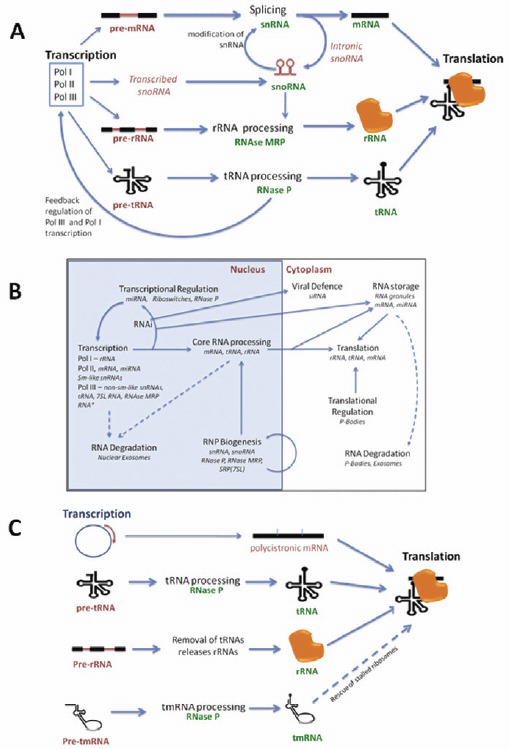 Figure 1.. RNAs processing other RNAs are the key feature of the RNA-infrastructure.