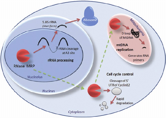 Figure 3.. RNase MRP has different functions in different cellular compartments.