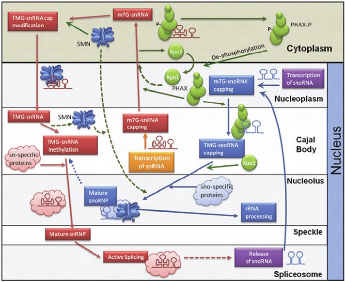 Figure 4.. The network of Sm-class snRNA and snoRNA biogenesis pathways connected by the SMN complex and the PHAX complex.