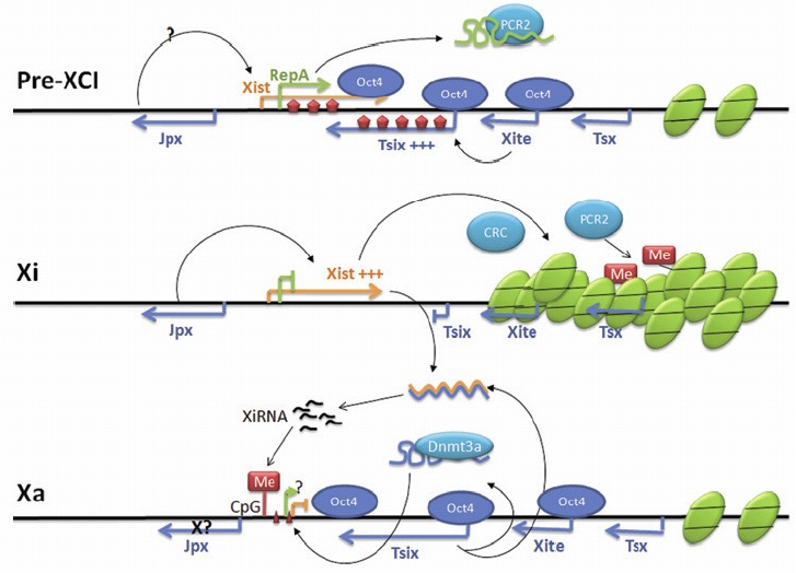 Figure 5.. RNA networking during mammalian random X chromosome inactivation (XCI).