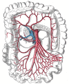superior mesenteric artery anatomy