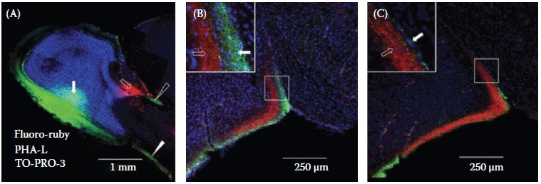 FIGURE 6.3. Convergence of input from the ventral main olfactory bulb (MOB) and the accessory olfactory bulb (AOB) onto the medial amygdala (MeA) of the female mouse.