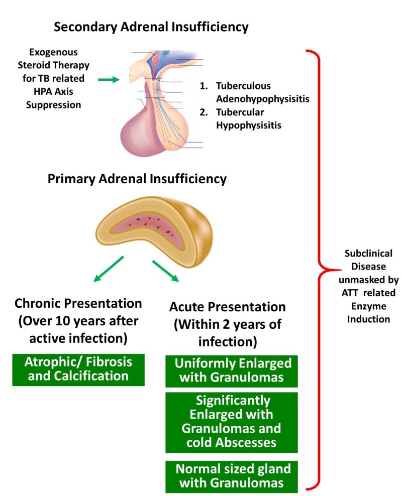 Figure Mechanisms Of Adrenal Insufficiency With Endotext