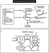 FIGURE 13. Reactive oxygen species in the vascular wall (A) Generation and metabolism of reactive oxygen species.