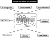 FIGURE 19. Multiple functions of the prostacyclin IP receptor. The IP receptor belongs to the G-protein-coupled seven transmembrane domain family [1461].