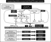 FIGURE 27. Physiological and pathophysiological effects of IP and TP receptor activation.