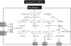 FIGURE 28. Arachidonic acid metabolism: the lipoxygenase pathways.