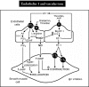 FIGURE 34. Endothelin-1 and regulation of vascular tone.