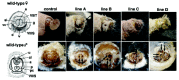 Figure 1. Photographs of external genitalia of BmdsxM transgenic females (modified from ref.