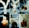 Figure 2. Photographs of chitinous structures found at the inner side of external genitalia in BmdsxM transgenic females (modified from ref.