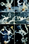 Figure 3. Photographs of abnormal organs developed out from the region surrounding the base of ovipositors in BmdsxM transgenic females (modified from ref.