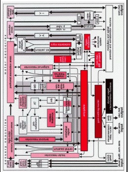 Figure 16. Schematic diagram of the limbic, somatomotor, and visceromotor systems.