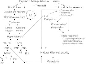 Figure 1. Interactions among nociceptive and local metabolic processes, neuroendocrine activation and immunity, ultimately impacting resistance against metastasis.