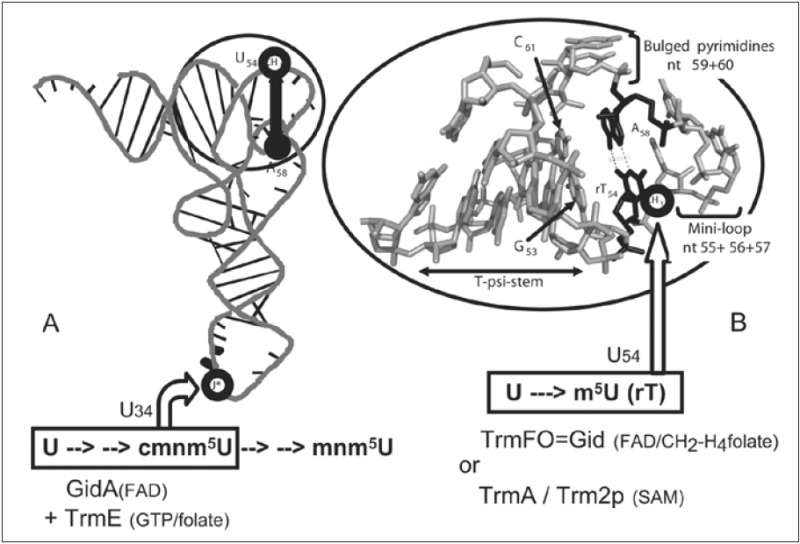 differences between dna and rna. Folate-Dependent Thymidylate-Forming Enzymes: Parallels etween DNA and RNA Metabolic Enzymes and Evolutionary Implications - Madame Curie Bioscience