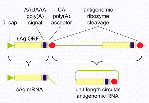 Structure and Replication of Hepatitis Delta Virus RNA - Madame Curie Bioscience Database - NCBI Bookshelf