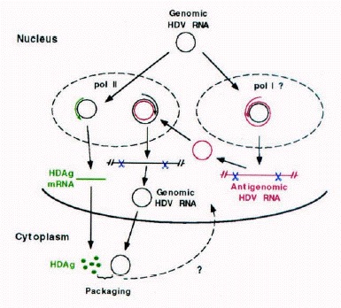 Structure and Replication of Hepatitis Delta Virus RNA - Madame Curie Bioscience Database - NCBI Bookshelf