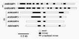 Figure 2. Genomic organization of Arabidopsis NRAMP genes.