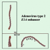 Figure 2. Computer modeling of the curved DNA found in the human adenovirus type 2 E1A enhancer.