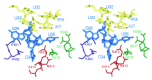 Figure 3. Divergent stereo view of structure and interactions of the anticodon loop of tRNA2Gln bound to GlnRS.