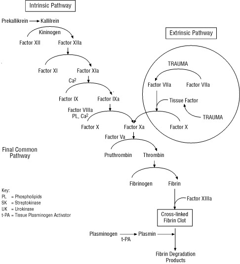 clotting pathway diagram. coagulation-kinin pathway