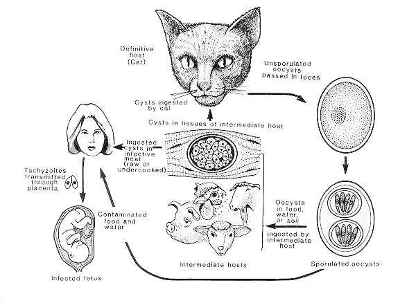 generalized life cycle of fungi. Life cycle of Toxoplasma