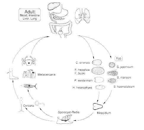 generalized life cycle of fungi. Generalized life cycle of