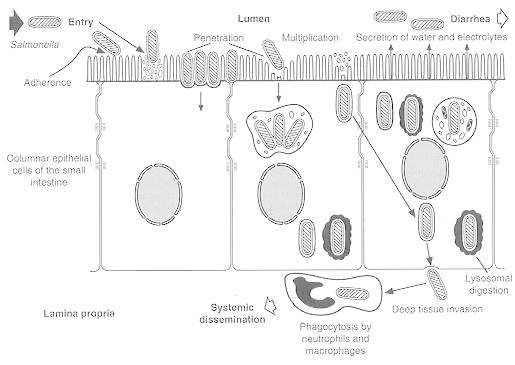Figure 21-3, Invasion of intestinal mucosa by S
