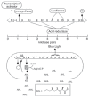 A diagram showing quorum sensing in Vibrio fischerii