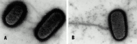 Figure 2-3. (A) Electron micrograph of negatively stained E.