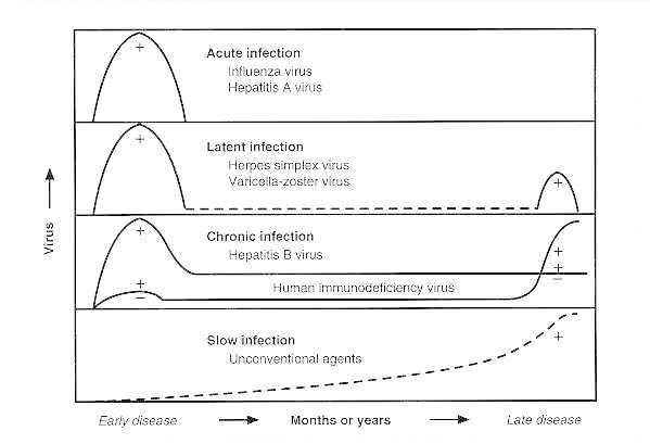 Figure 46-1. Natural history of acute and persistent human infections.