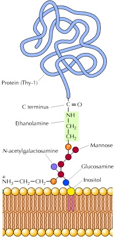 Figure 7.32. Structure of a GPI anchor.