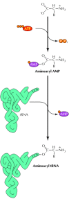 Gambar 7.2. Lampiran asam amino untuk tRNA.