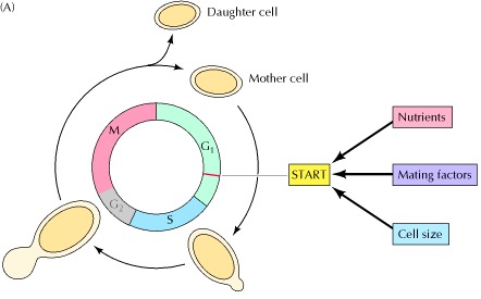Regulating The Cell Cycle. Figure 14.4. Figure 14.5.