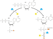 Figure 2.31. ATP as a store of free energy.