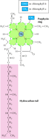 Figure 2.37. The structure of chlorophyll.