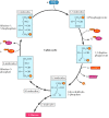 Figure 2.39. The Calvin cycle.