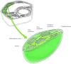 Figure 10.13. Structure of a chloroplast.