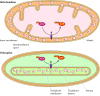 Figure 10.14. Chemiosmotic generation of ATP in chloroplasts and mitochondria.