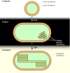 Figure 10.18. Development of chloroplasts.